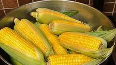 Wie und wie lange kocht man Mais – und was sollte man ins Wasser geben, damit er weich wird?