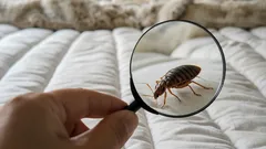 Wie Sie prüfen, ob es bei Ihnen zu Hause Bettwanzen gibt: Anzeichen, auf die Sie achten sollten