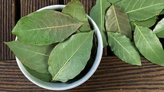 Warum legen Menschen ein Lorbeerblatt in den Topf von Zimmerpflanzen?